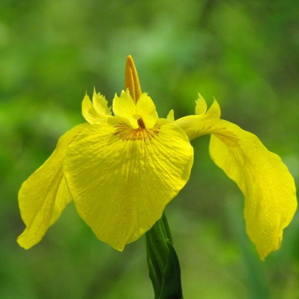Bataklık süseni [Iris pseudacorus]